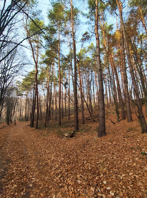 Брюховицький ліс