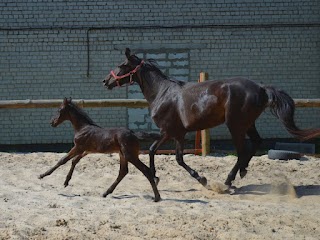 Конюшня "Lucky Horse"