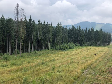 Собачі прогулянки на Хаскі