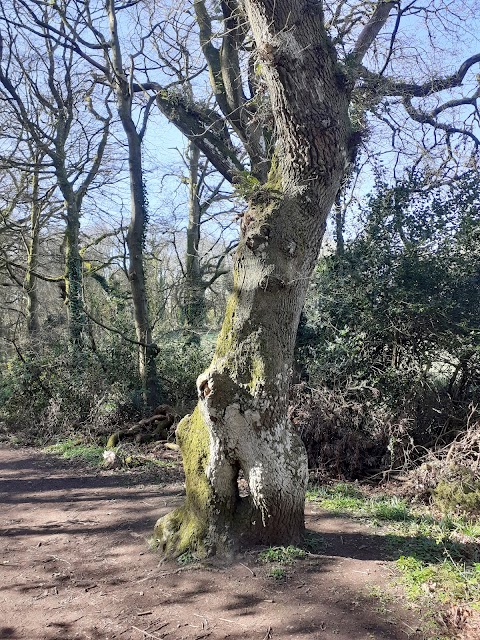 Ballyannan Woods - Midleton Forest