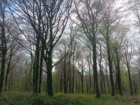 Knockadrina Wood