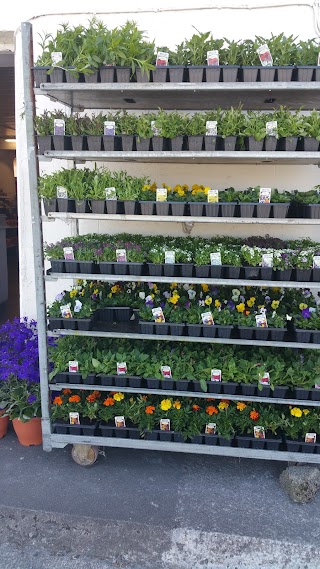 Achill Island flowers