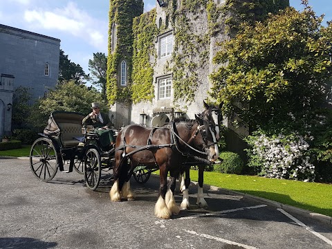 Sean Kilkenny Carriages, Trekking and Equine Services (thejarveyman)