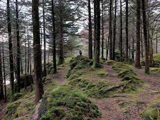 Glanteenassig Forest Park