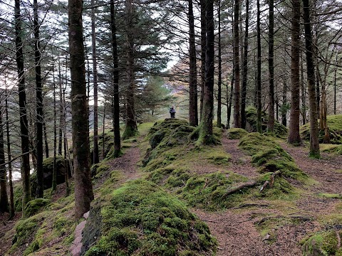 Glanteenassig Forest Park