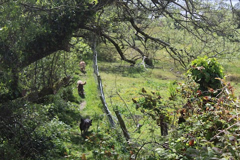 Carbery Cottage Guest Lodge (dog friendly) B&B West Cork