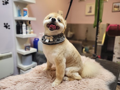 Glamour dog grooming salon