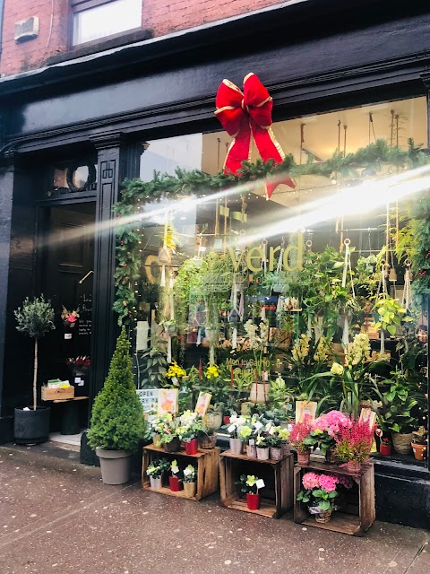 Verd Houseplants - Cork City Centre