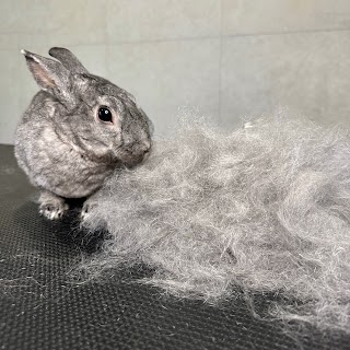 OMYK I TRUFLA- Fryzjer dla zwierząt & Hotel dla królików