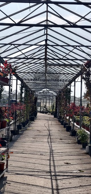 Dundrum Nurseries