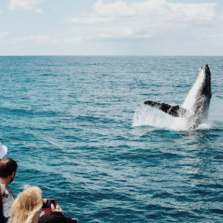 Brisbane Whale Watching