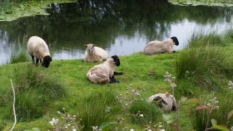 Linn Snámha Coolea