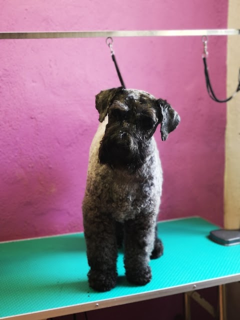 Kenmare Dog Grooming