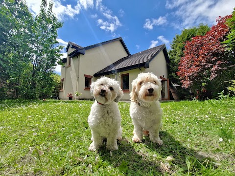 Cork Paws - Dog Boarding