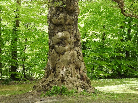 Coole Park Nature Reserve