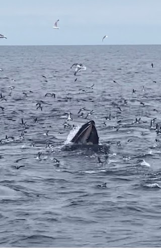 Blasket Islands Eco Marine Tours