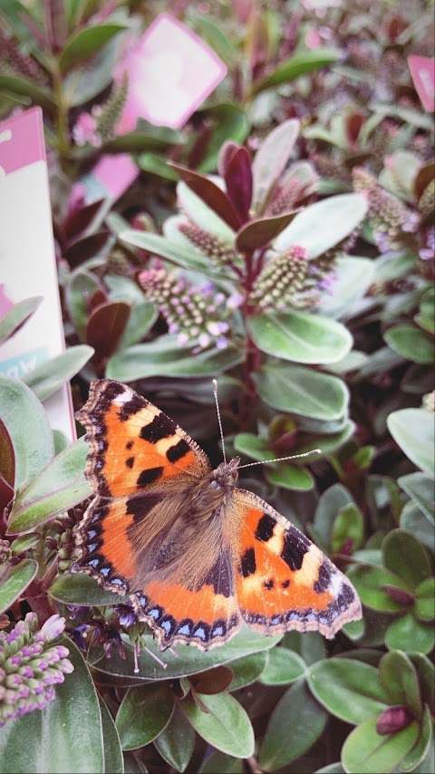 Ballinasloe Garden Centre