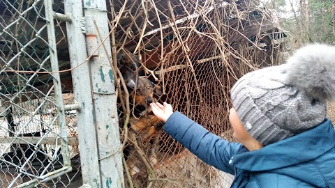 Тваринний притулок "Милосердя"