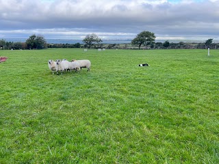 West Kerry sheep dog demonstrations