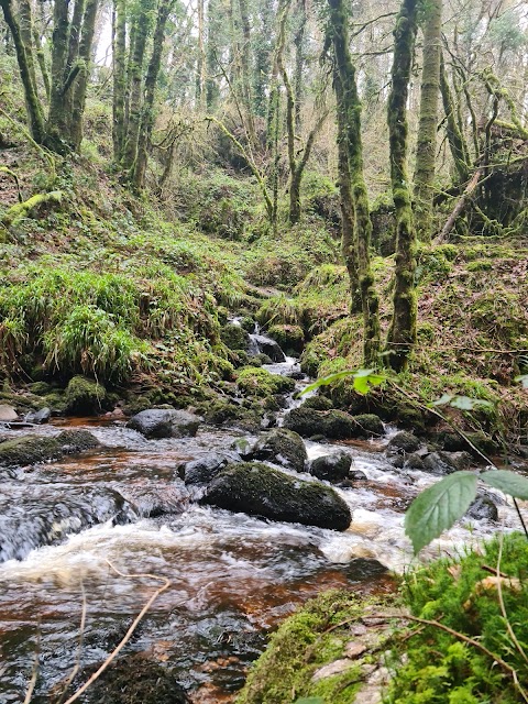 Canon Sheehan Loop (Glenanair Forest)