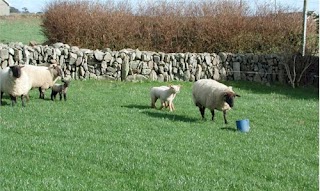 Rosalithir Farm Cottage