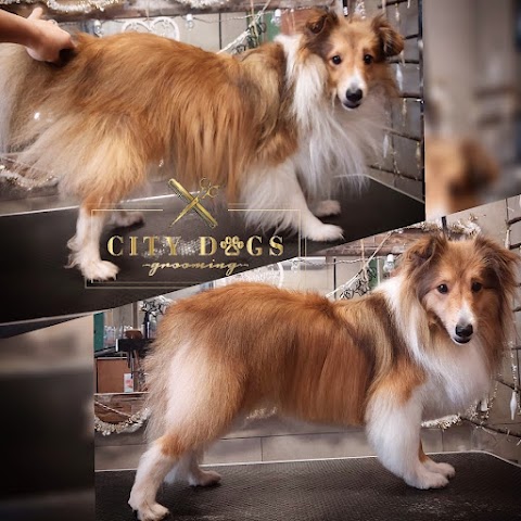 City Dogs Grooming-Salon dla psów