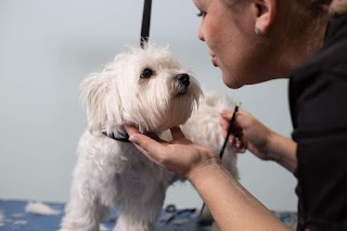 Srebrny Kosmyk Salon fryzjerski dla psów i kotów, strzyżenie psów, psi fryzjer, Groomer