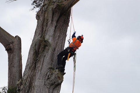 Tree Surgeons & Tree Removal - Pro Gardening - Limerick