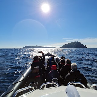 Blasket Island Sea Life Tours