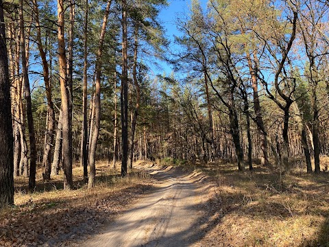 Знаменовский лес