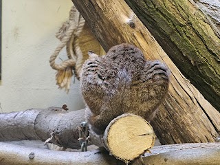 Fundacja Zoo Wrocław - Dodo