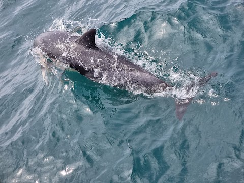 Atlantic Whale and Wildlife Tours