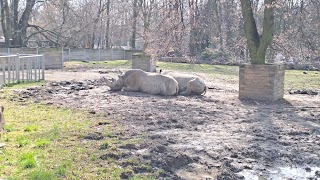 Nosorożce w śląskim ZOO