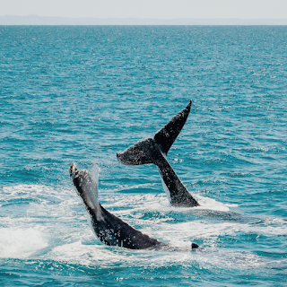 Brisbane Whale Watching