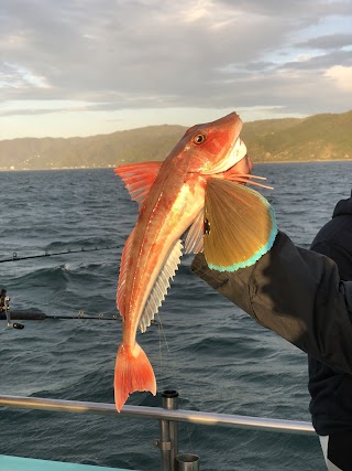 Cook Strait Fishing Charters