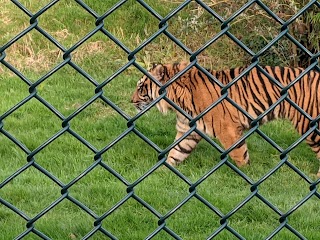 Fota Wildlife Car Park