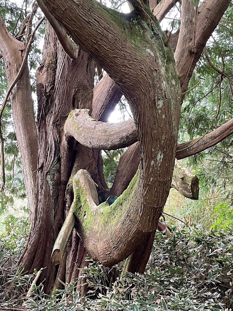 Derreen Garden(Gairdín Derreen)