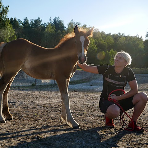 Кінний дитячий табір Like Horses Camp