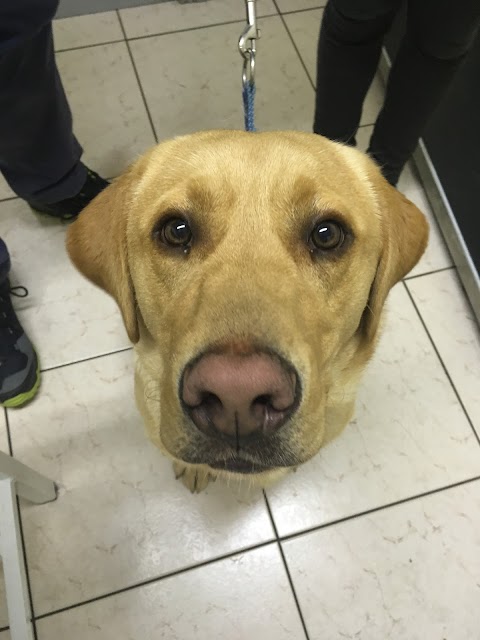 Slaney Veterinary Centre