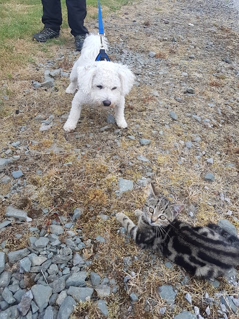 Little and large dog boarding kennels