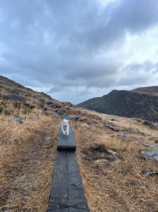 Paw walkers