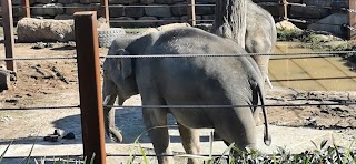 Elephant - Sydney Zoo