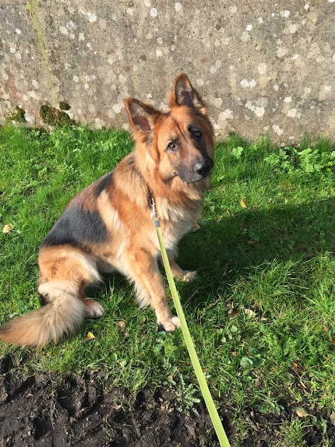 Coolamber boarding kennels