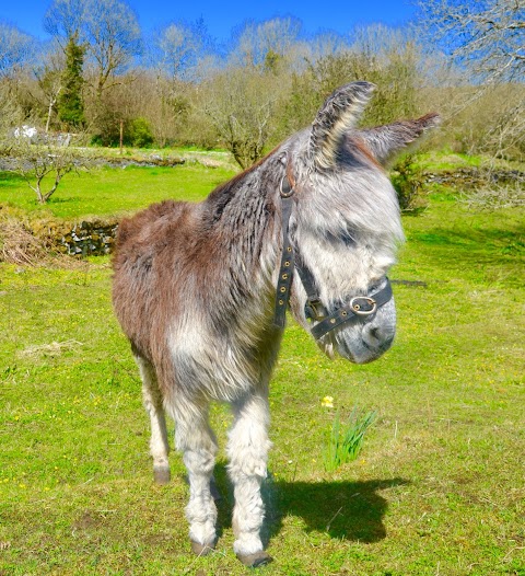 Killarney Guided Tours