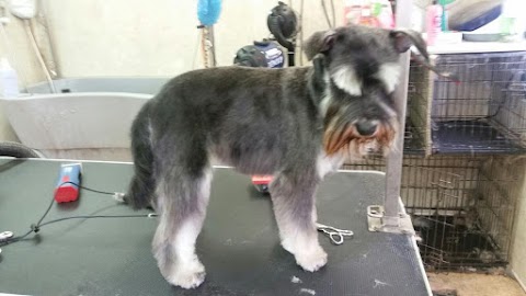 Groomer Has It! Dog Grooming