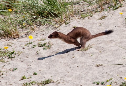 Ireland's Wildlife