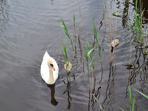 River Front Amenity Park