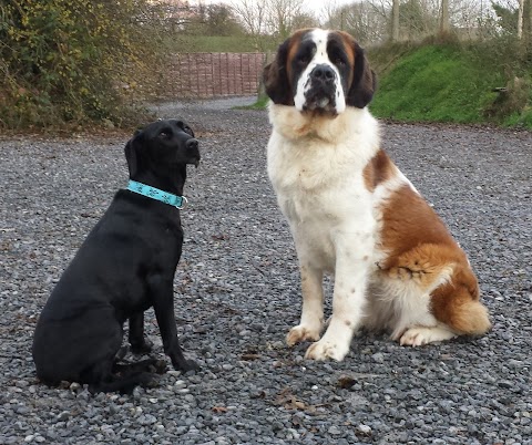 Hollybarn Dog Training Puppy Training, Behaviour and Home from Home Boarding Ireland