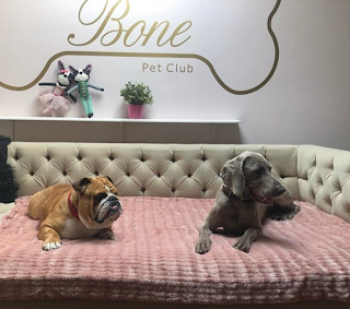 Bone Pet Club
