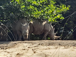 Nosorożce w śląskim ZOO